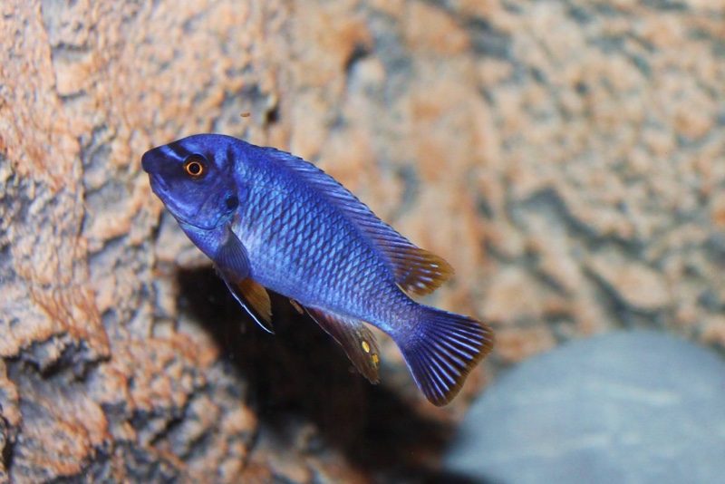 Labeotropheus fuelleborni 'Thumbi West Island'